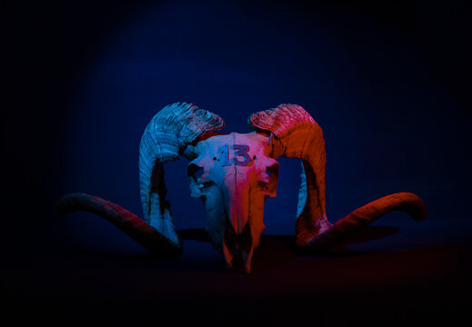 Mouflon skull illuminated with colored lights