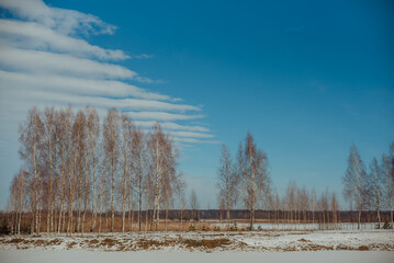Various trees in the background of the winter sky on a sunny day