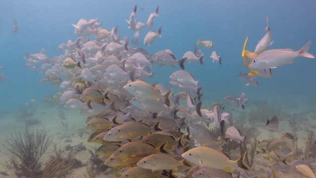 Buceando entre banco de peces diferentes especies en arrecife del caribe