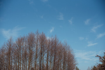 Various trees in the background of the winter sky on a sunny day