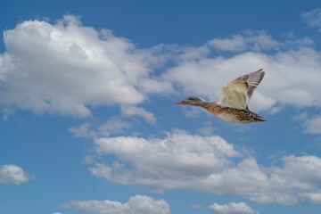 Close up of a flying female mallard duck, Anas platyrhynchos, against background blue sky and light gray cumulus clouds flying from right to left