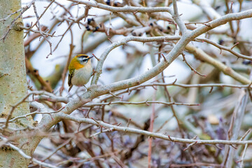 Close up of a Firecrest, Regulus ignicapilla, in natural shrub habitat standing on a branch and foraging for food