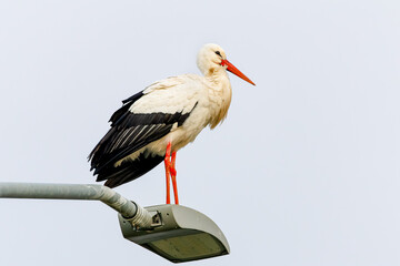Close up of an adult Stork, Ciconia ciconia, standing on lampshade public lighting