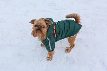 Brussels Griffin dog walks in winter