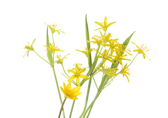 First spring forest flowers Yellow star-of-Bethlehem isolated on white background. Small, yellow wild flowers Gagea lutea on white.