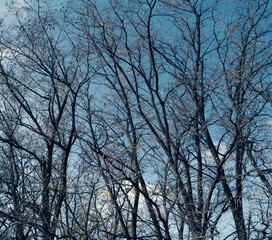 Fototapeta na wymiar Branches of autumn trees against the sky
