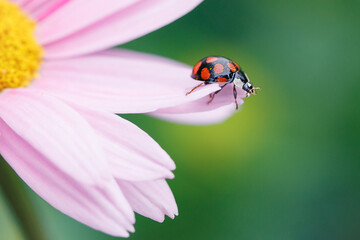 Ladybug on the petals of a pink flower. Coccinella septempunctata. Gardening.