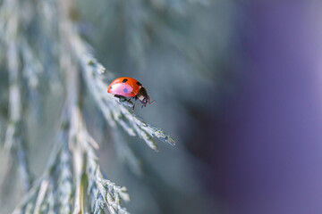 Ladybug red with black dots on a background of green leaves