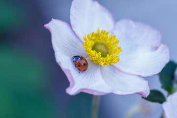 Fototapeta premium Red ladybug sitting on a white anemone petal on a sunny summer day