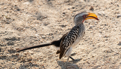 A Southern Yellow Billed Hornbill (Tockus Leucomelas), Kruger National Park, South Africa