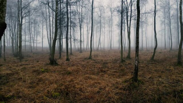 movement through old birch forest on the foggy day