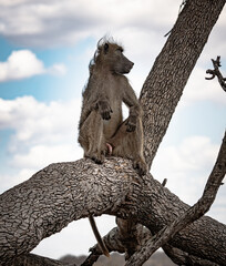 Male Chacma Baboon (Papio Ursinus) sitting on a branch at Kruger National Park, South Africa