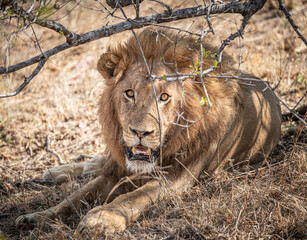 Male Lion (Panthera Leo) close-up portrait at Kruger National Park, South Africa