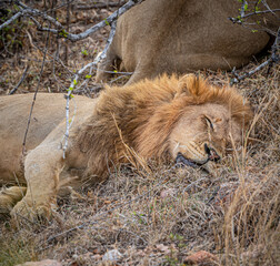 Male Lions (Panthera Leo) at Kruger National Park, South Africa