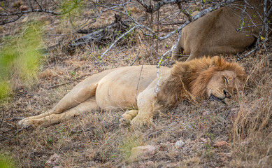 Male Lions (Panthera Leo) at Kruger National Park, South Africa