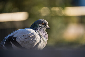 Pombo. Visto de muito perto. Com muito detalhe