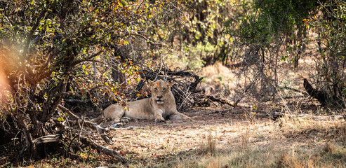 Naklejka na ściany i meble Young male Lion (Panthera Leo) relaxing in the shadow at Kruger National Park, South Africa