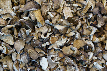 Dried oyster mushrooms background on food market.