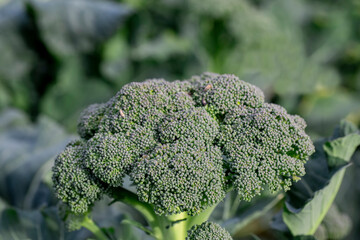 Natural broccoli grown in Izmir - Menemen emiralem plain , Mature broccoli is grown in a field outdoors.