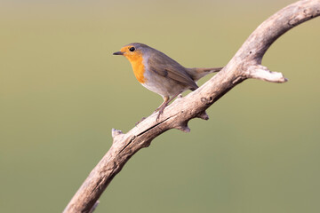Colorful bird: the European Robin (Erithacus rubecula).