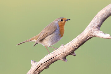 Colorful bird: the European Robin (Erithacus rubecula).