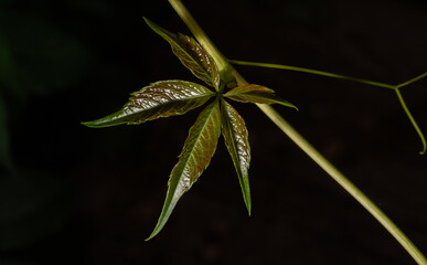 Young leaves of Virginia Ivy in close-up isolated against a dark background. Plant theme. Parthenocissus Planch. Decorative creeper in the garden.