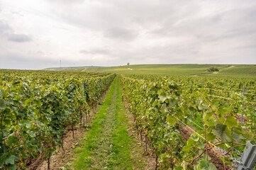 Fototapeta na wymiar Vine plants growing in a row during harvest season on a vineyard, cloudy day, beautiful landscape