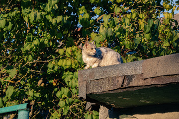 Gray cat on a roof wiht green tree in the garden, park, street