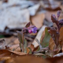 flower in the forest