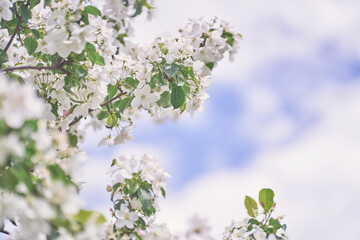 Branches of a blooming apple tree against a background of white clouds. White flowers on a tree. Petals, pistils, stamens, buds and leaves. With a space to copy. High quality photo