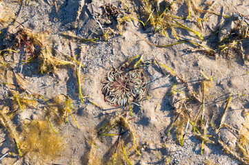 Sandy sea bottom during low tide with hidden snakelocks anemone, Anemonia viridis and seaweed