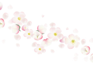 Banner And Cherry Flowers And White Background
