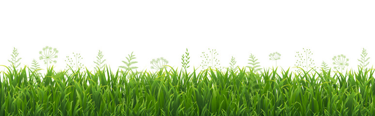 Obraz premium Green Grass Border With White Background