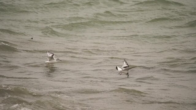 Two juvenile little gull (Hydrocoloeus minutus or Larus minutus) flying along the coast - slow motion