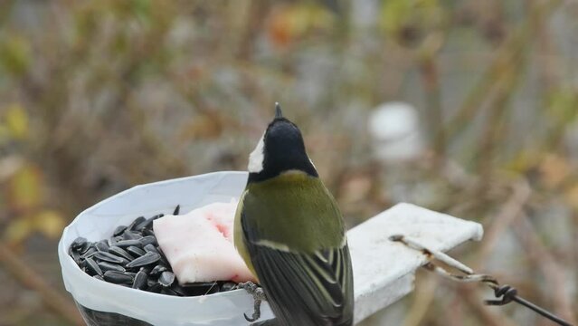 a few tits take a sunflower seed from a plastic feeder and fly away
