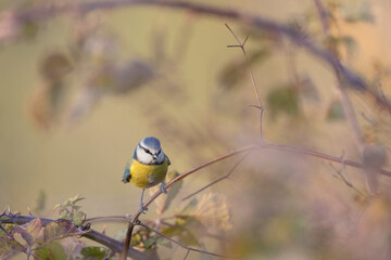 Blue Tit (Cyanistes caeruleus)  perched on tree branch.
