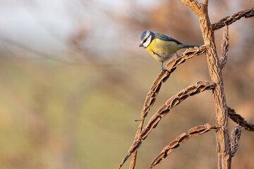 Blue Tit (Cyanistes caeruleus)  perched on tree branch.