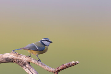 Blue Tit (Cyanistes caeruleus)  perched on tree branch.
