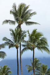 Fototapeta premium three palm trees in front of gradient overcast sky and mountain 