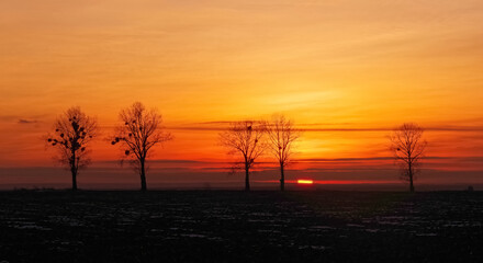 Fototapeta na wymiar Zachód słońca na tle drzew, pomarańczowe niebo.
