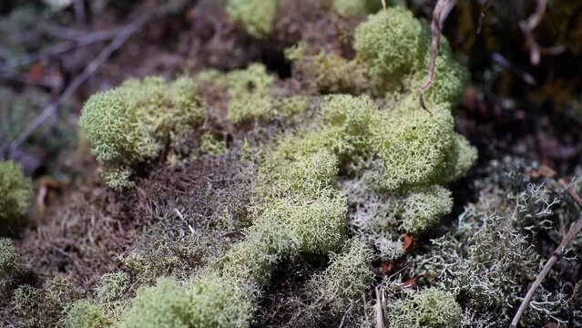 Close-Up of the Light-Green Cladonia Moss