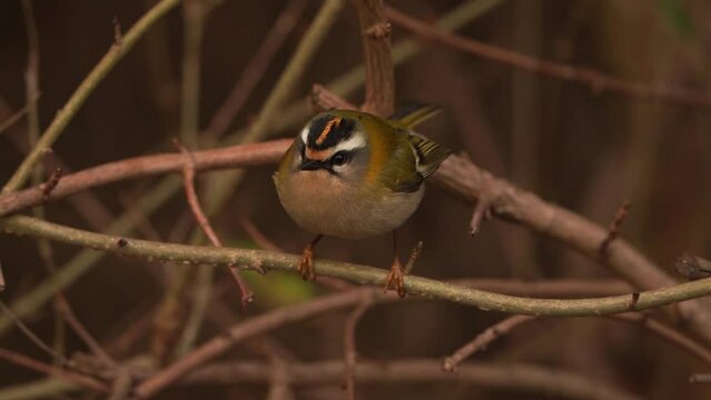 A common firecrest (Regulus ignicapilla) sitting in a shrub - slow motion