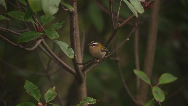 A common firecrest (Regulus ignicapilla) sitting in a shrub - slow motion