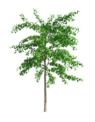 Fototapeta premium birch tree isolated on white background, Use for visualization in graphic design 