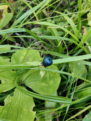 Berry of poisonous paris