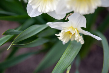 Beautiful flowers of daffodil over green stalk