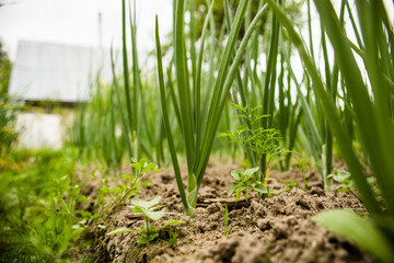 Onion crops planted in soil get ripe under sun. Cultivated land close up with sprout. Agriculture plant growing in bed row. Green natural food crop
