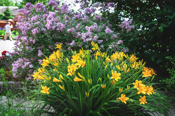 Obraz premium yellow daylily. a large bush of dwarf daylily Middendorf on the background of a blooming lilac bush