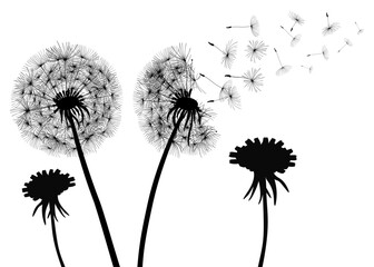 Abstract black dandelions, flower dandelion with flying seeds – vector