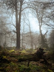 A wild foggy forest view - 572426772